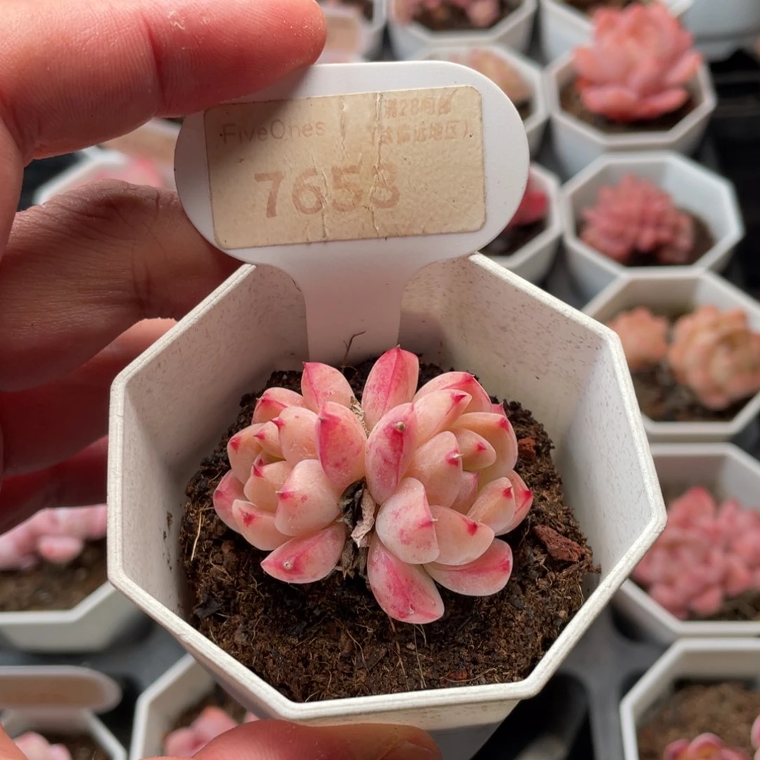 如梦令7653-4.5厘米