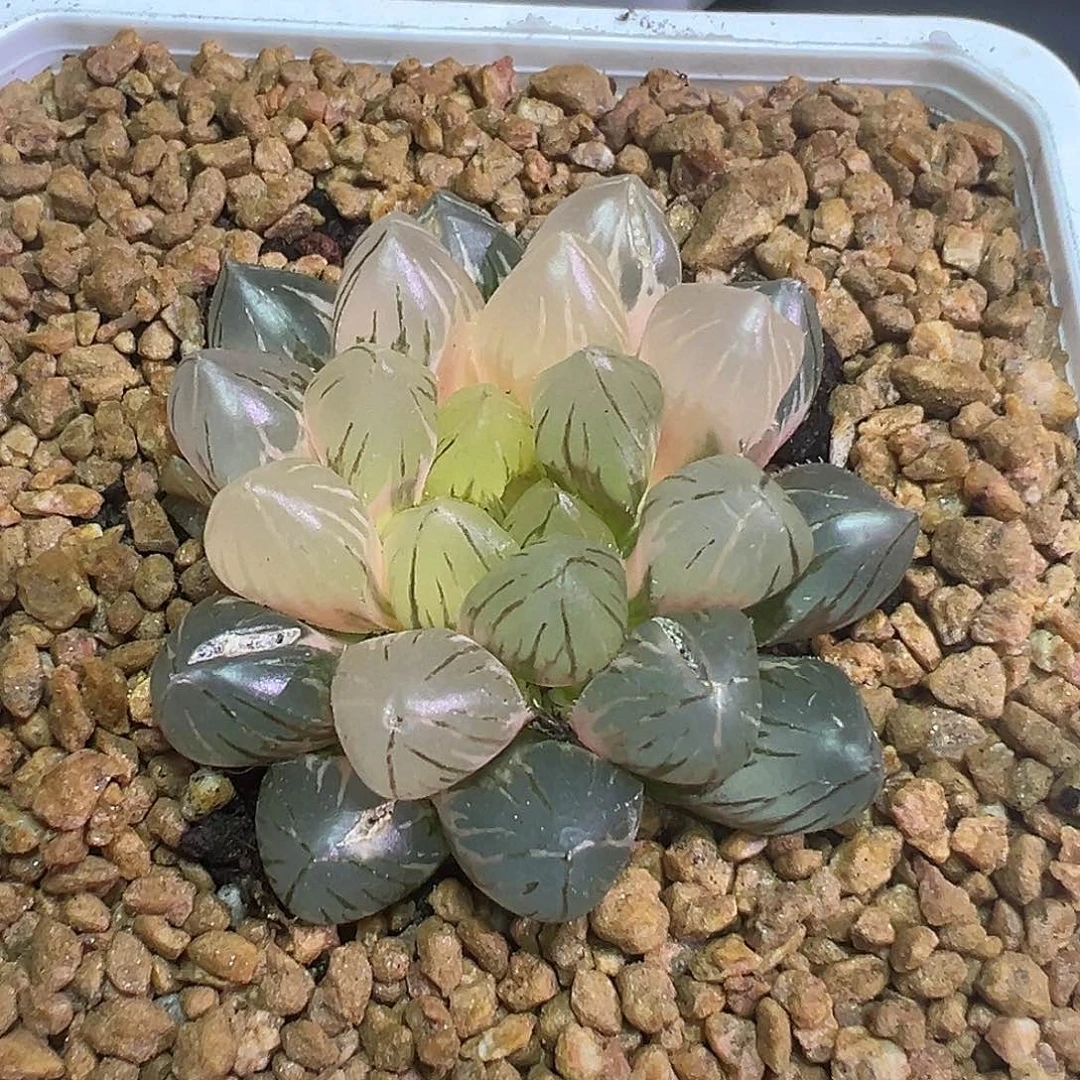 紫王大窗锦多肉植物