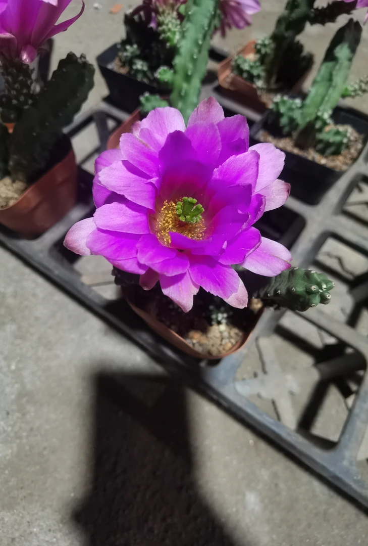 满18包邮（自根水仙情郎）3颗