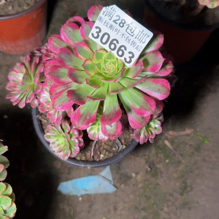 30663祝融不包断枝