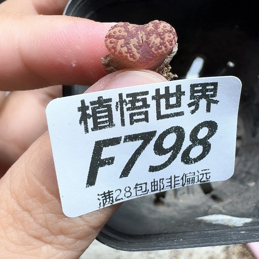 多肉植物的润泽付出