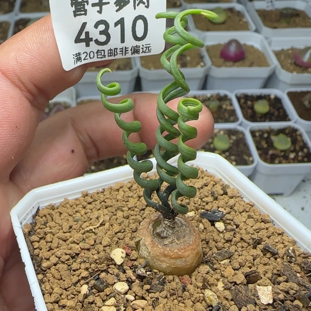 钢丝弹簧超草。  脱土