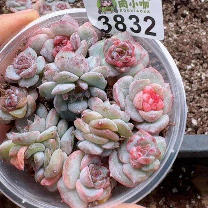 多肉植物多肉植物