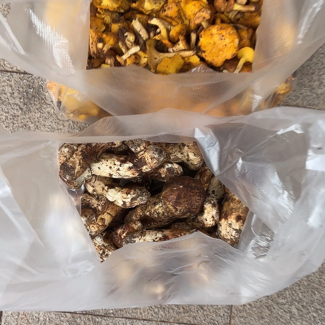 L***Y云南南华野生菌中国大陆