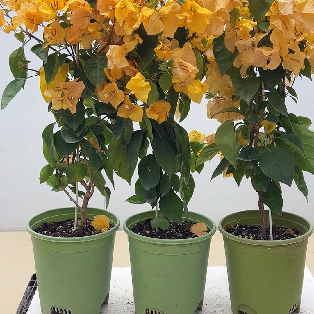 大部分花苞少量开放金探戈带竹一棵