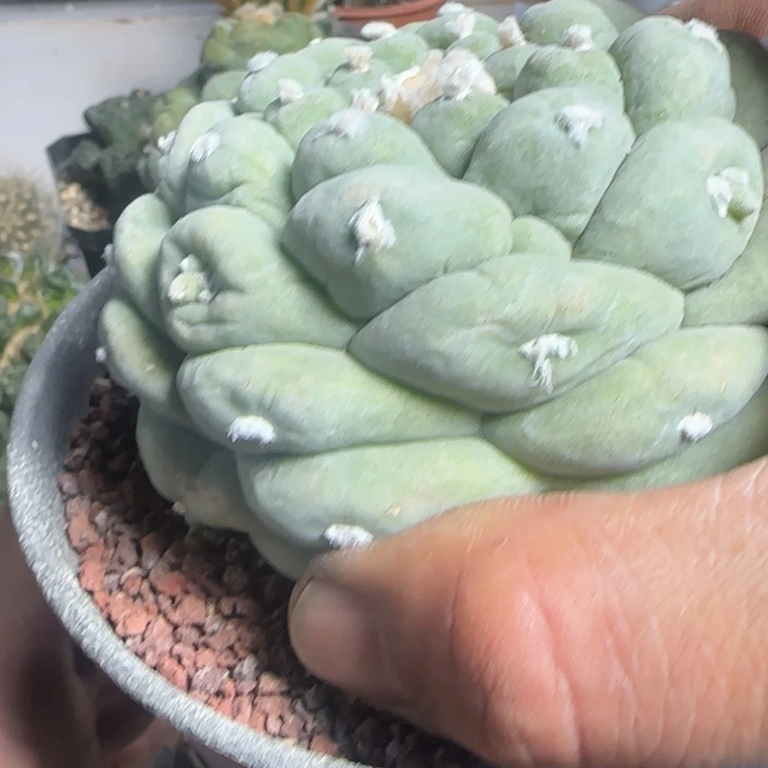 【闪购商品】岁****过萝卜根古田888