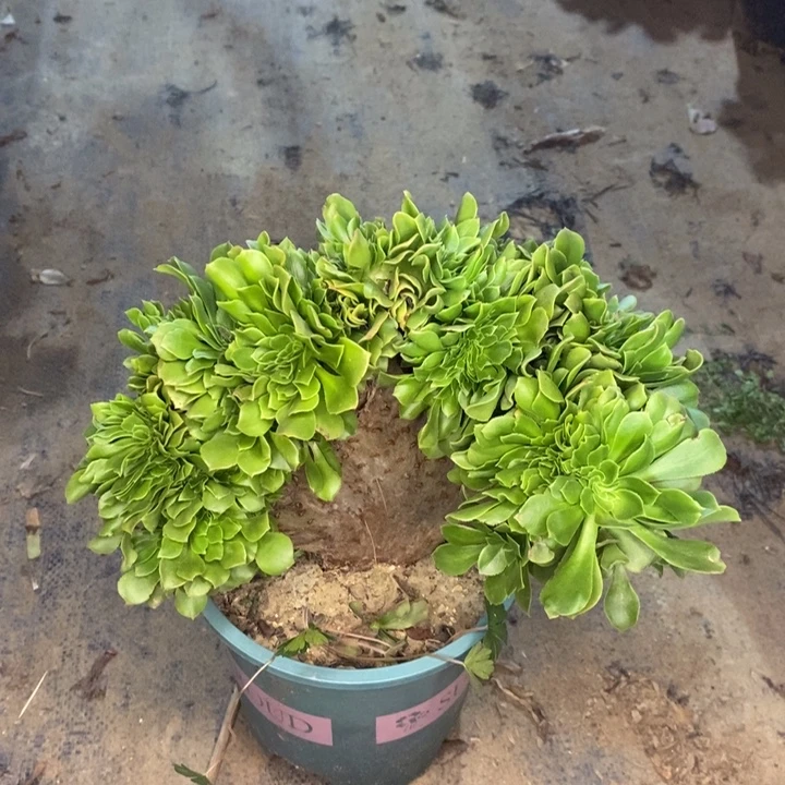 绿羊绒缀多肉植物22