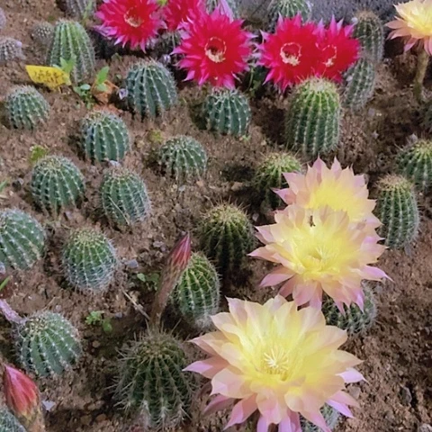 仙人掌彩草009红色