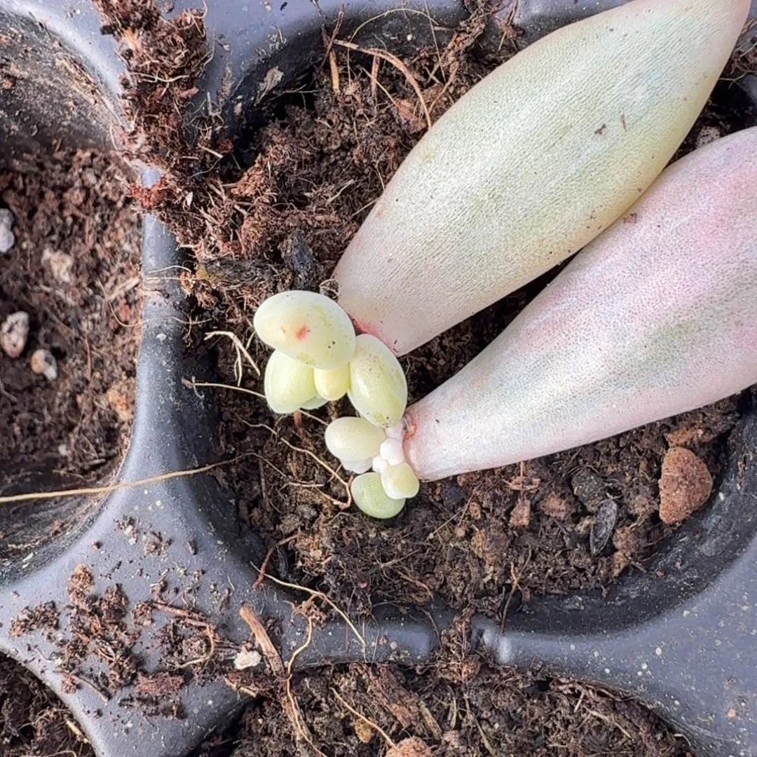 蜜桃啵啵锦一组的推进