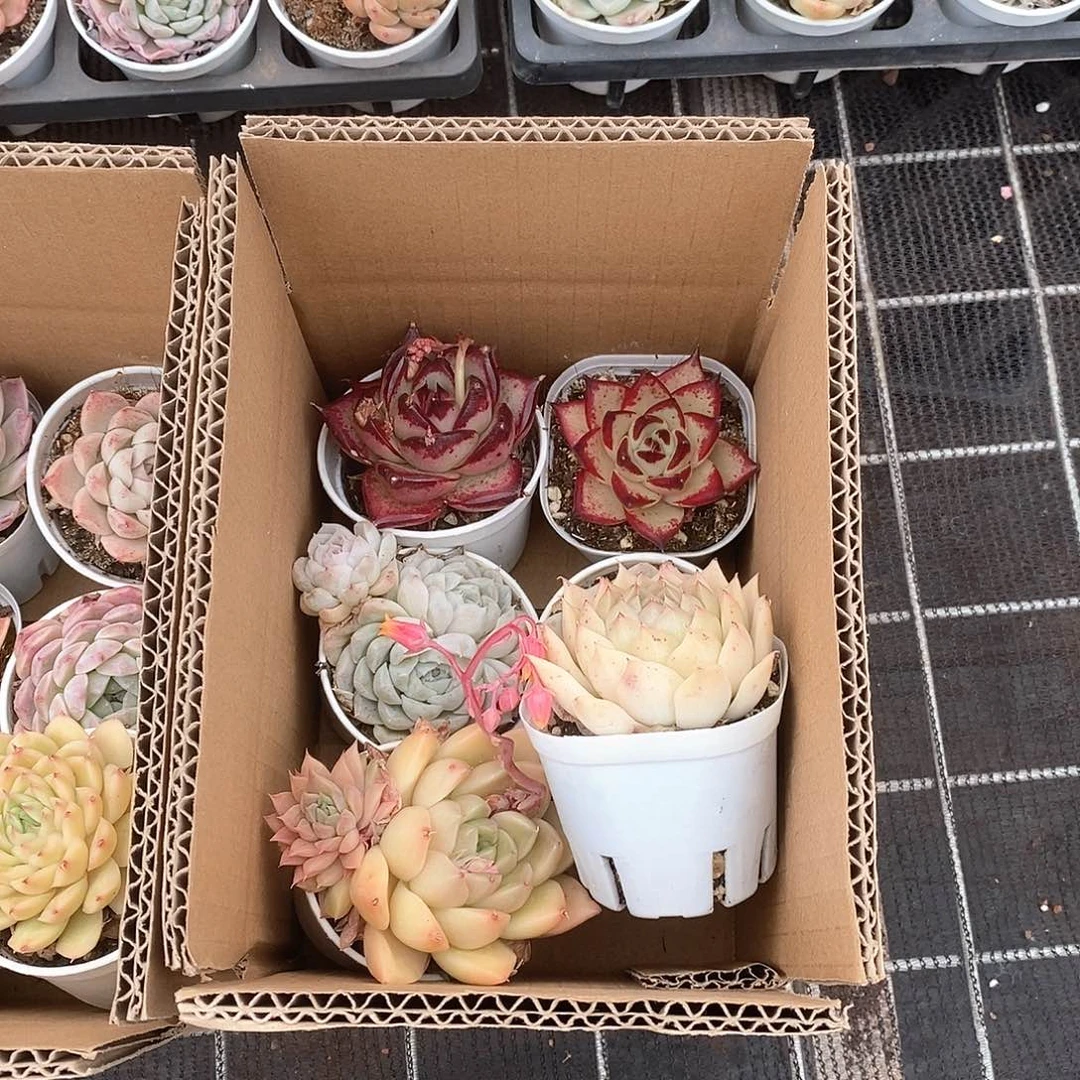 两红乌木两橙两白玉 6016