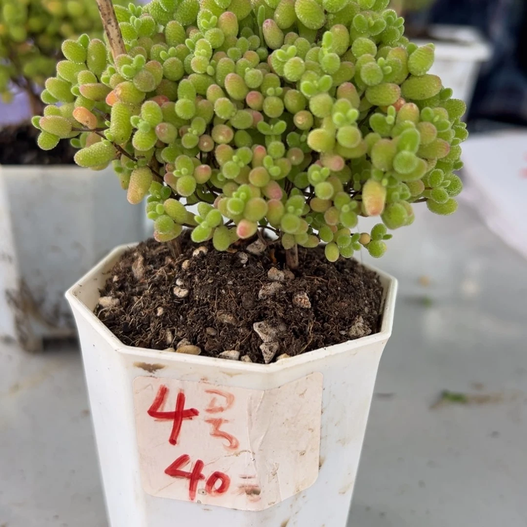 元**人露养蜜橘带盆带土发