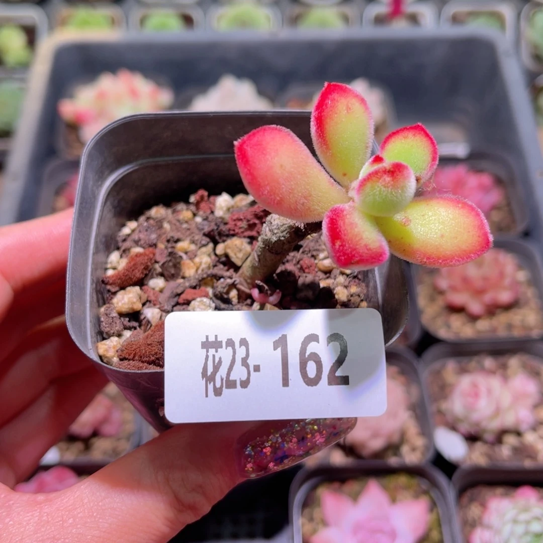 花利美23-162丸叶锦晃星