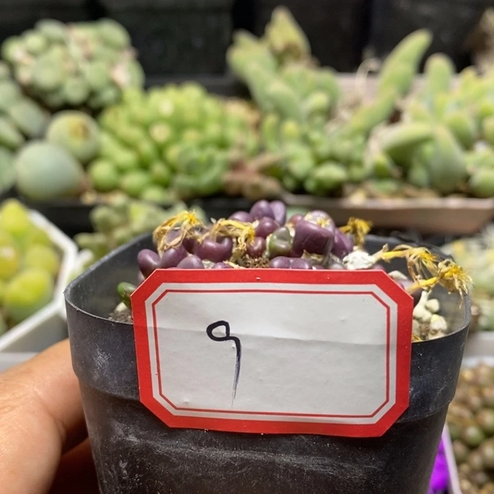 重***过236666666666666666666