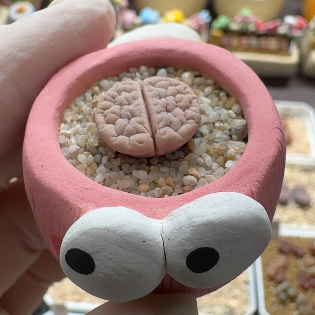 0922-014连盆带花粉色荒