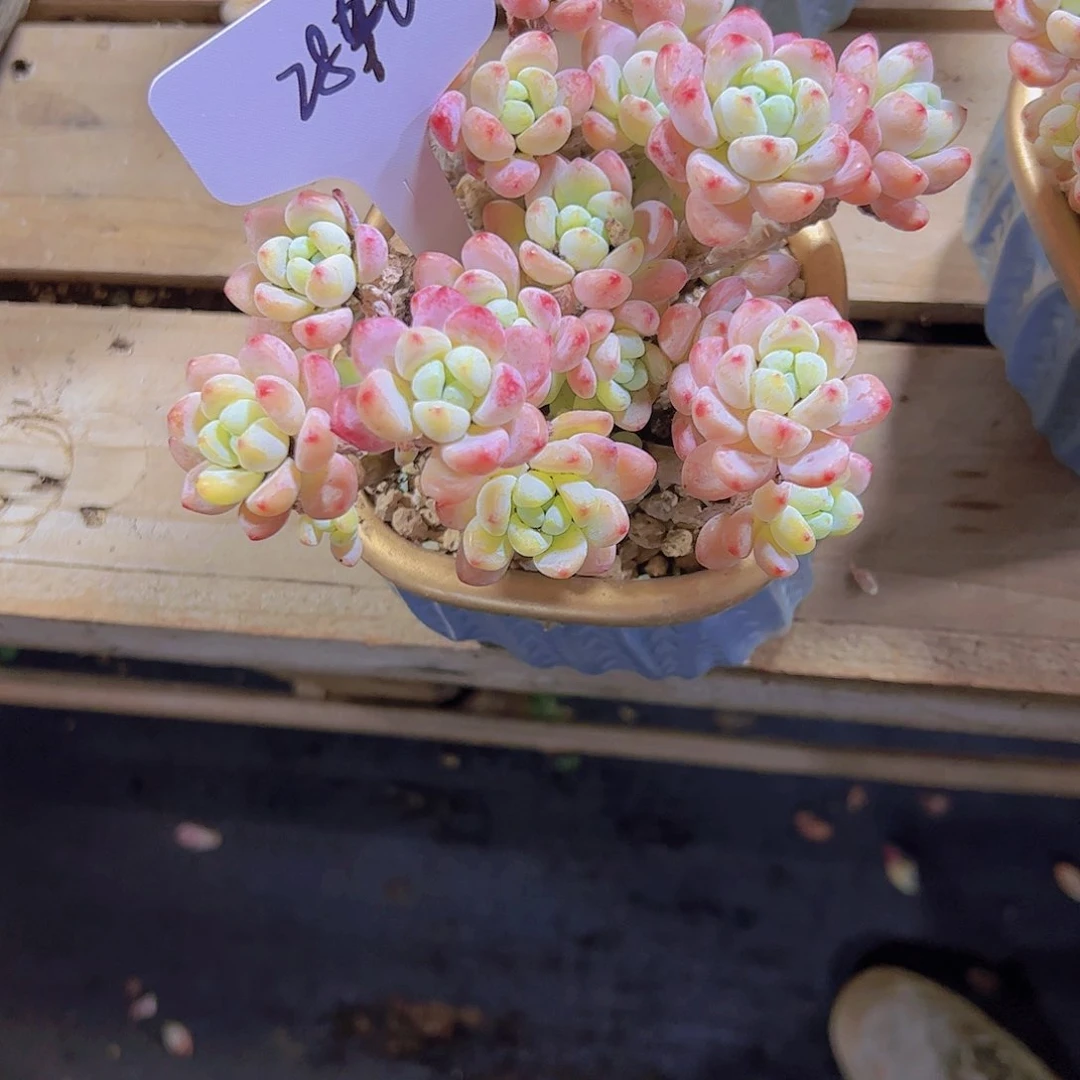 瀚**学2840罗琦30。。。