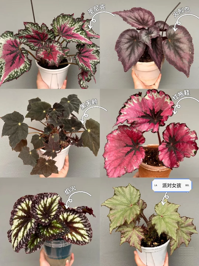 精品秋海棠绿植 一物一选 不包售后