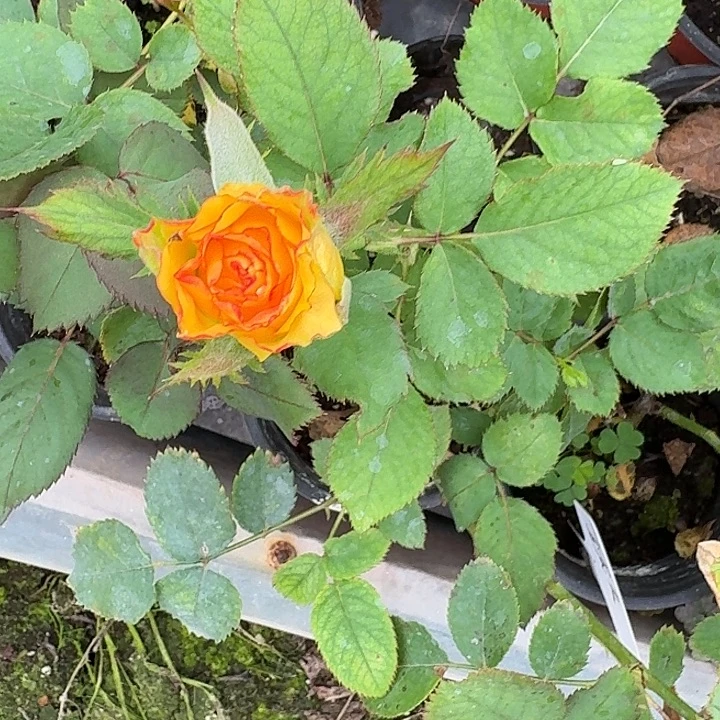 无花朵夏威夷小苗