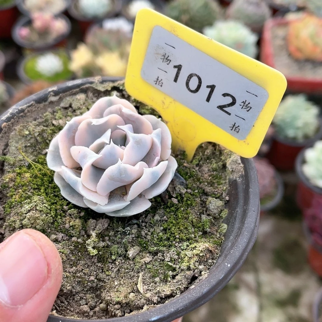 【闪购商品】花****舒1012号