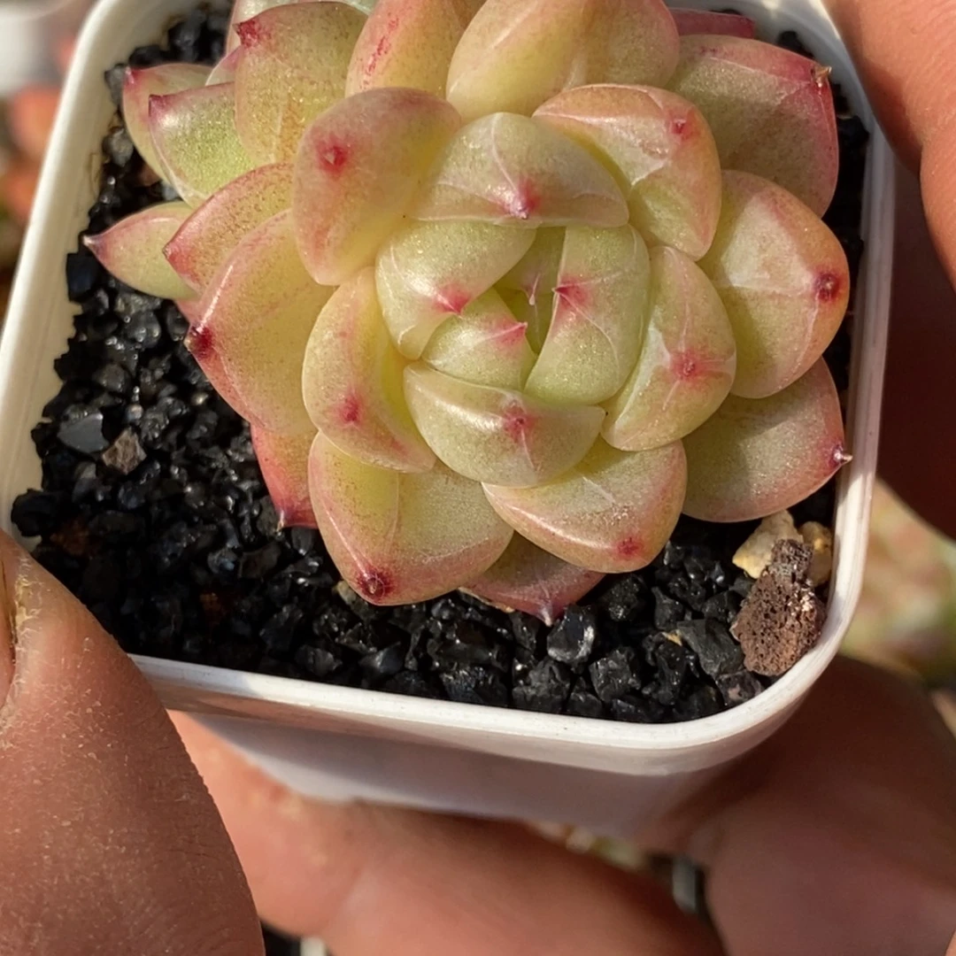 天官赐福百无禁忌