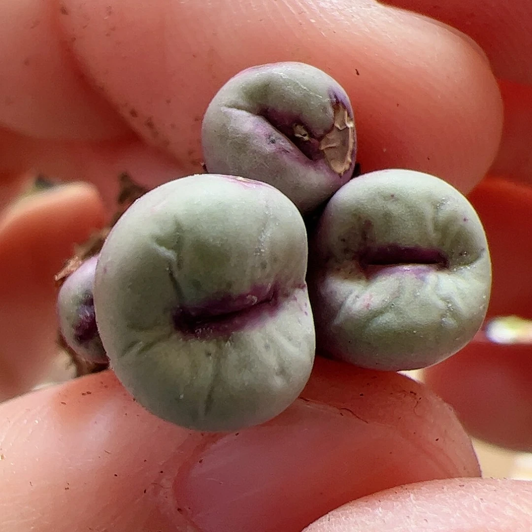 【闪购商品】191 福利ts427 红嘴