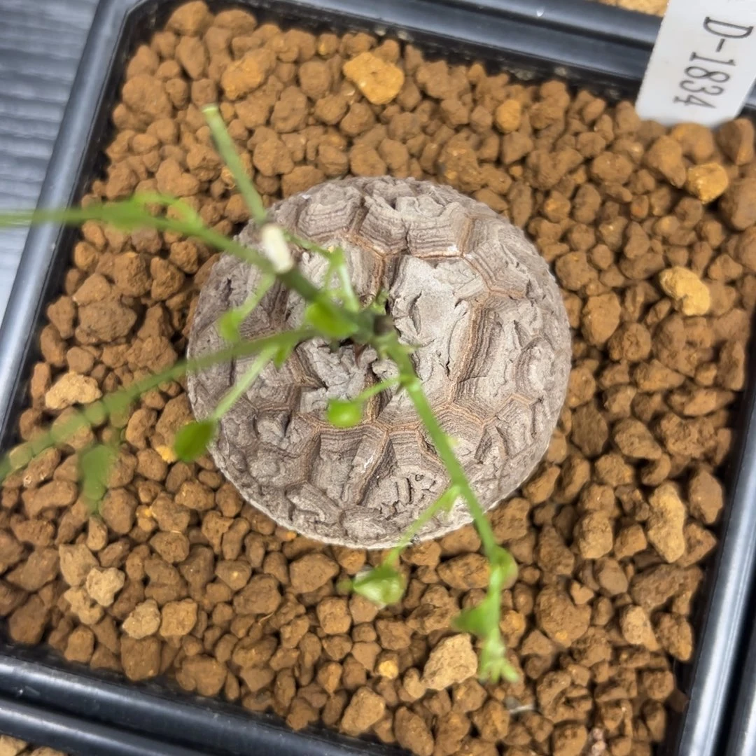 精品盆栽养定的龟甲龙1834号