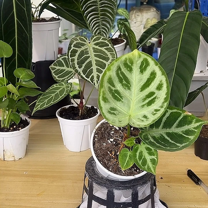 无花朵铜锣烧一颗一物一拍