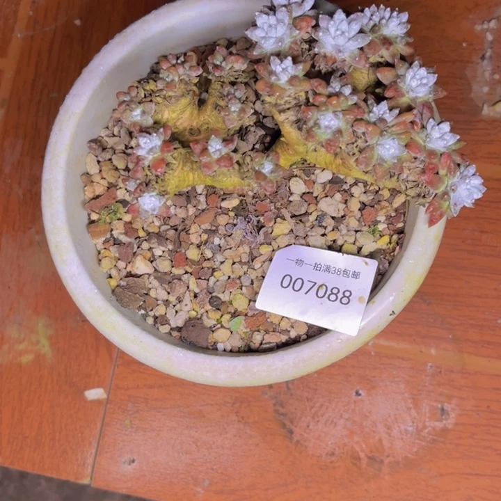 光***狂多肉一物一拍7088