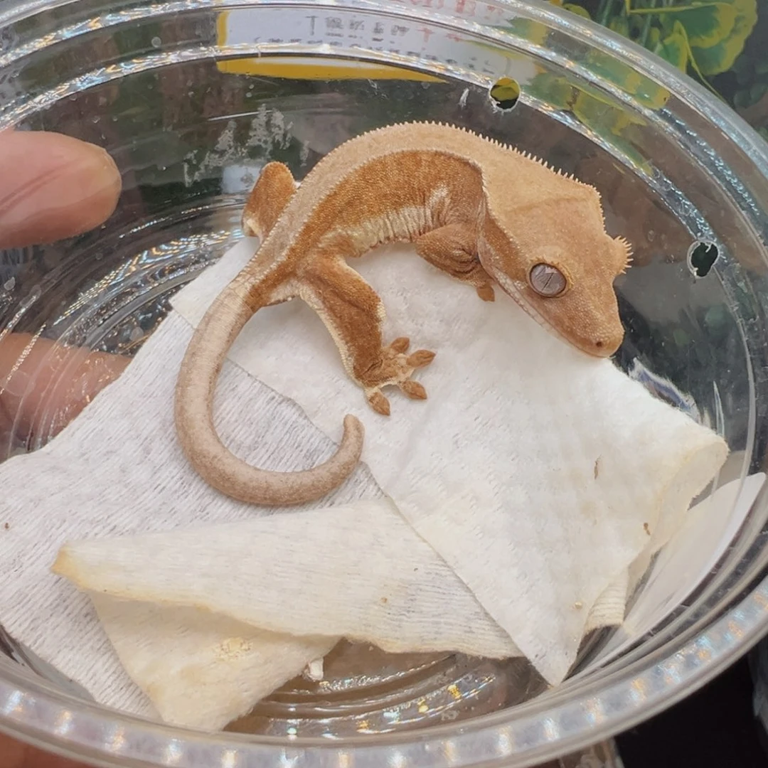 睫角守宫双红莉莉妹妹