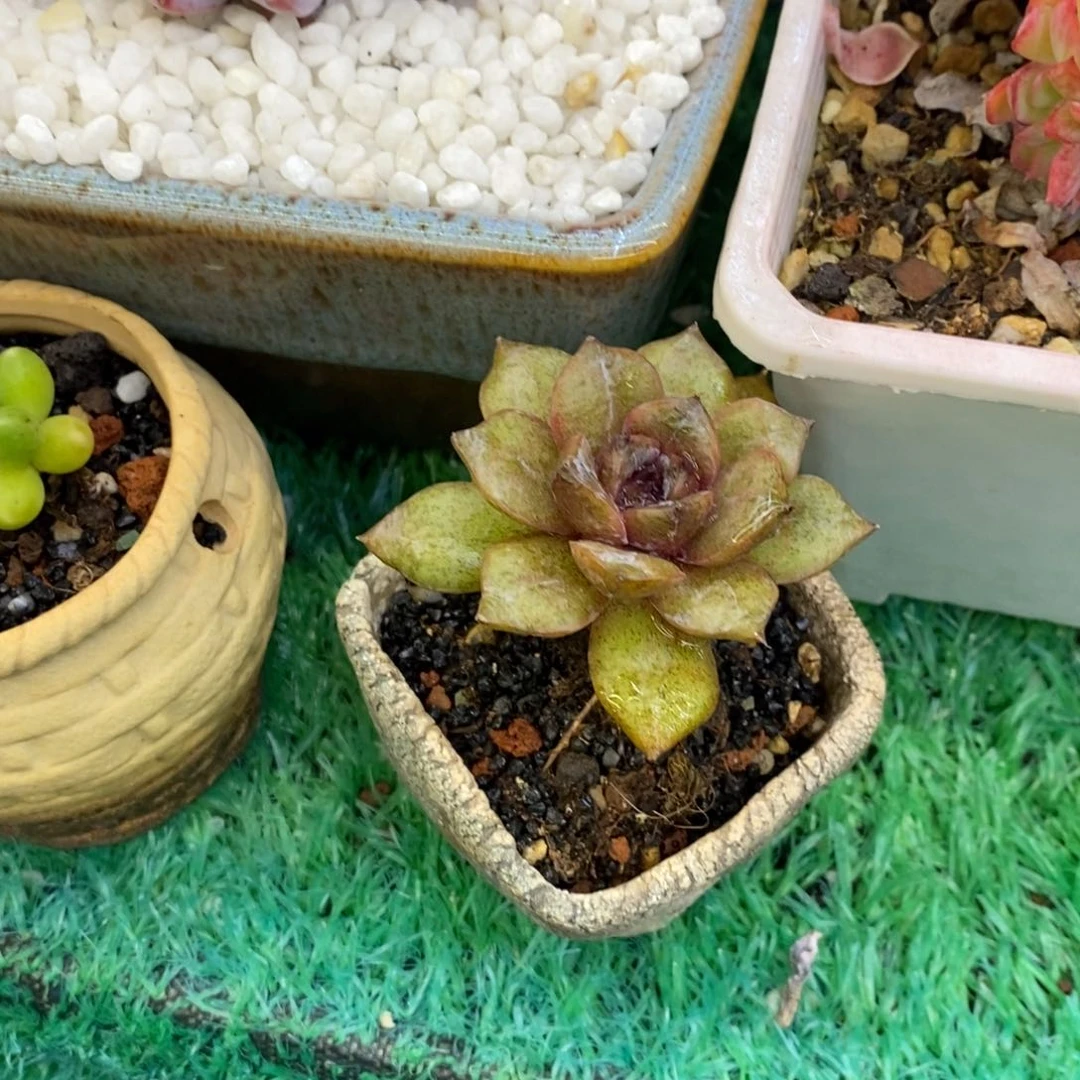 呵**哈呵呵哈哈水晶多肉植物盆栽