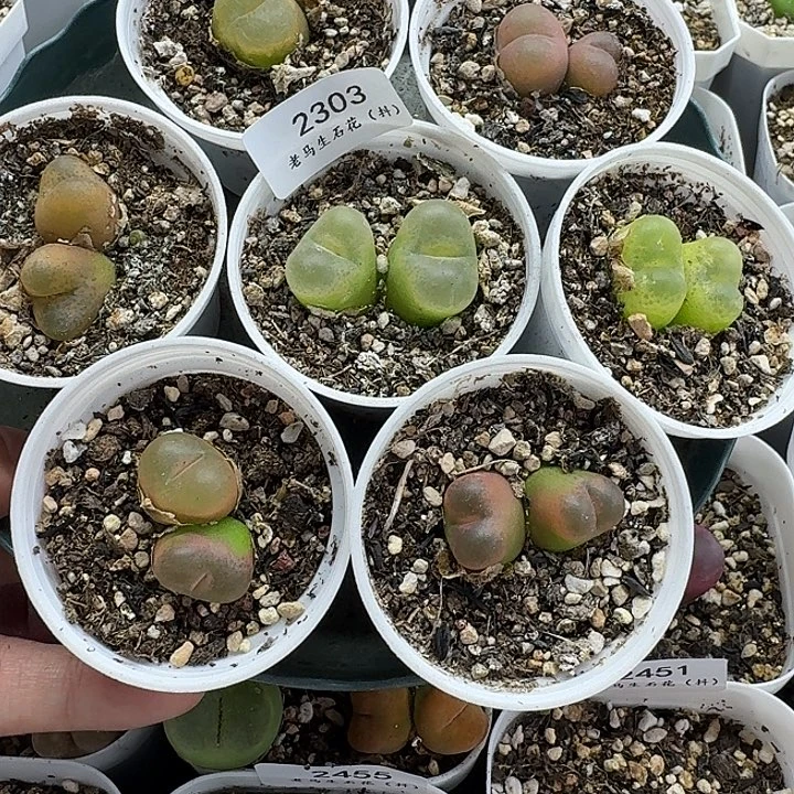 老马生石花双头彩毛2303