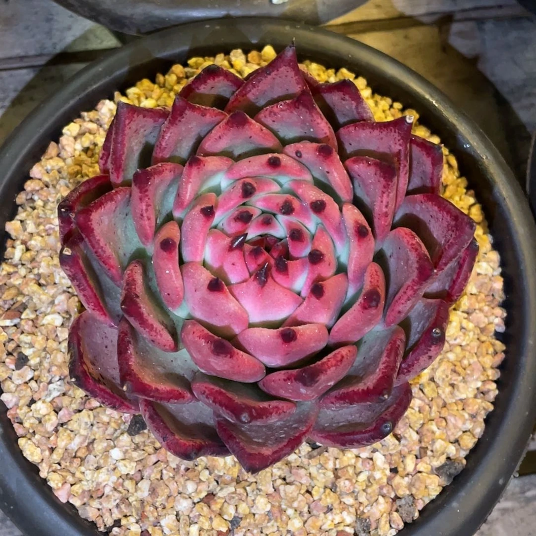 多肉植物一物一拍