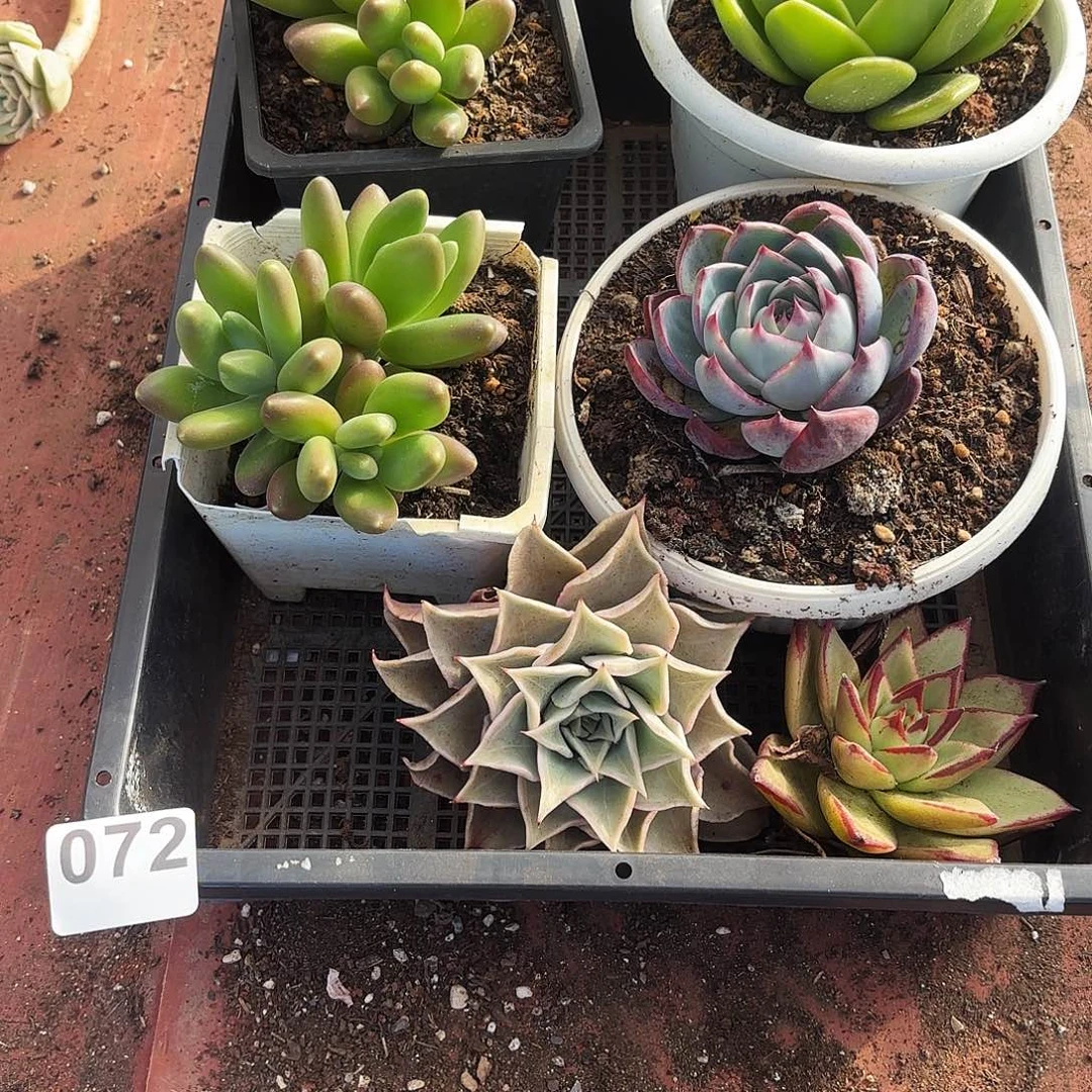 多肉植物宽拍零七二号