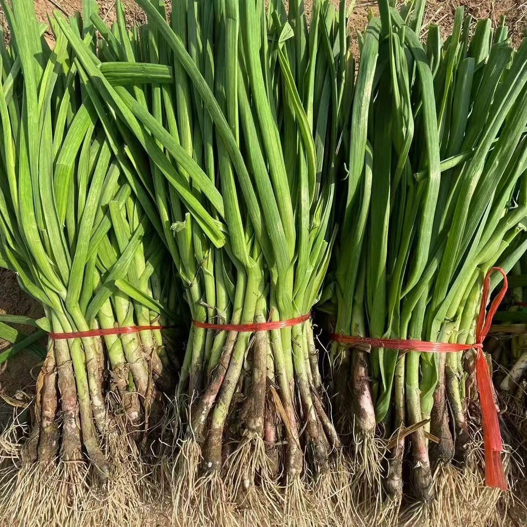 河南中牟县蒜苗3斤5斤胡佬哥生鲜