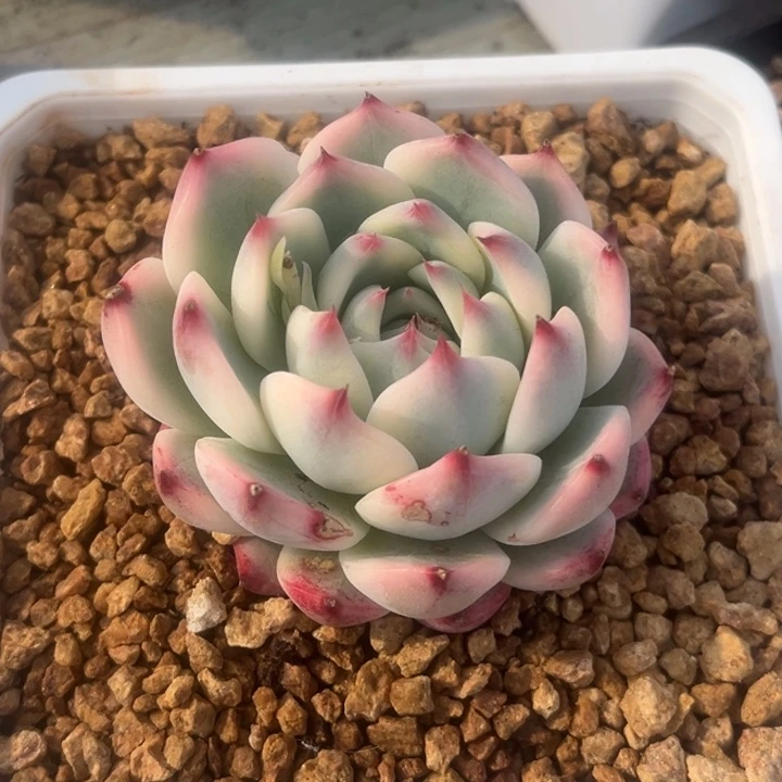 吉娃娃锦一颗价格发货