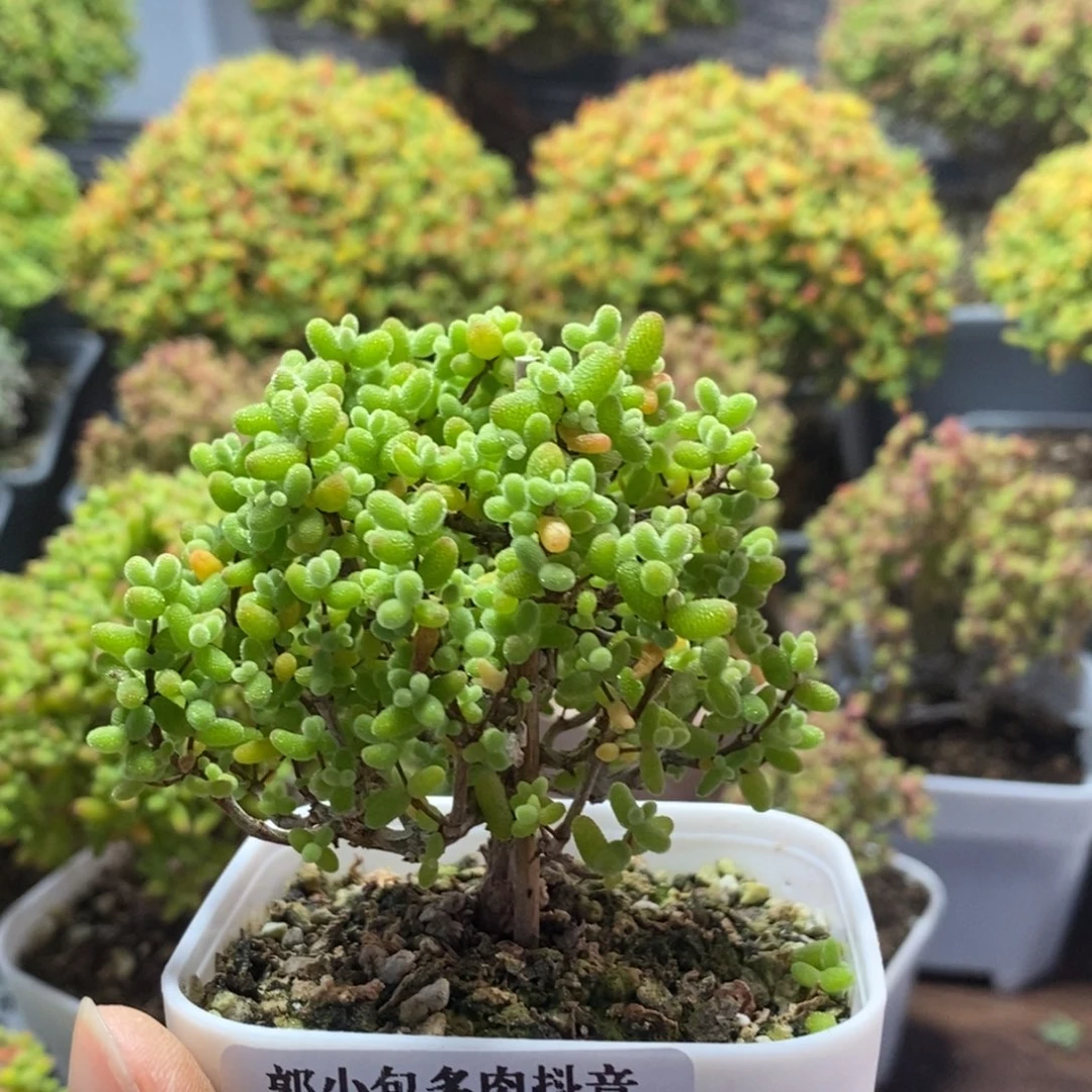 下播福利金橘糖球1969