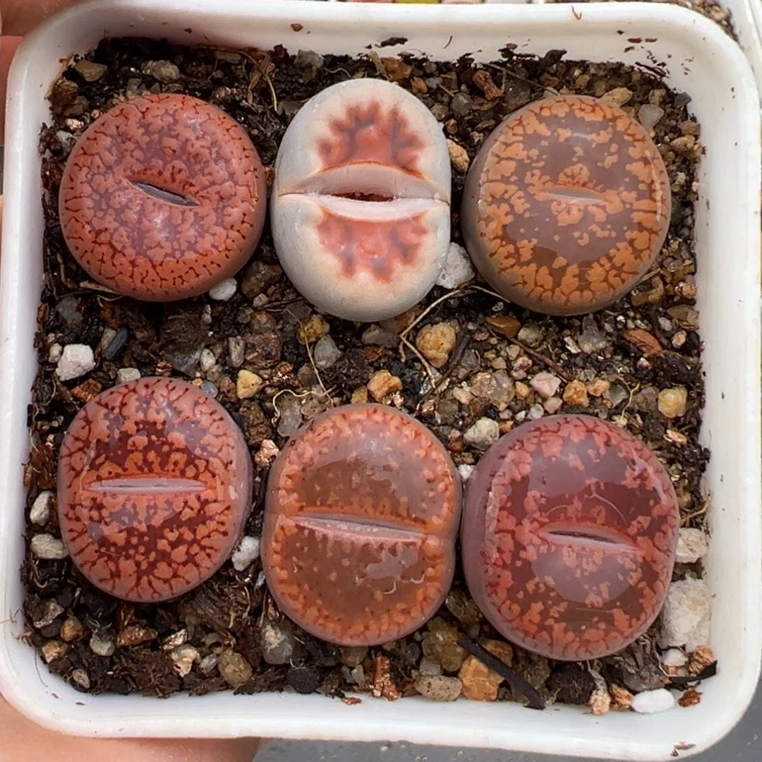 2.13好看的多肉304