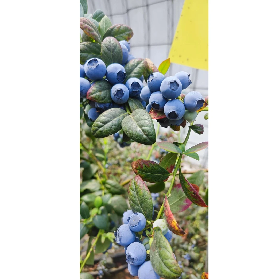 L-25鞍山岫岩花香蓝莓 新鲜采摘大果 六盒装