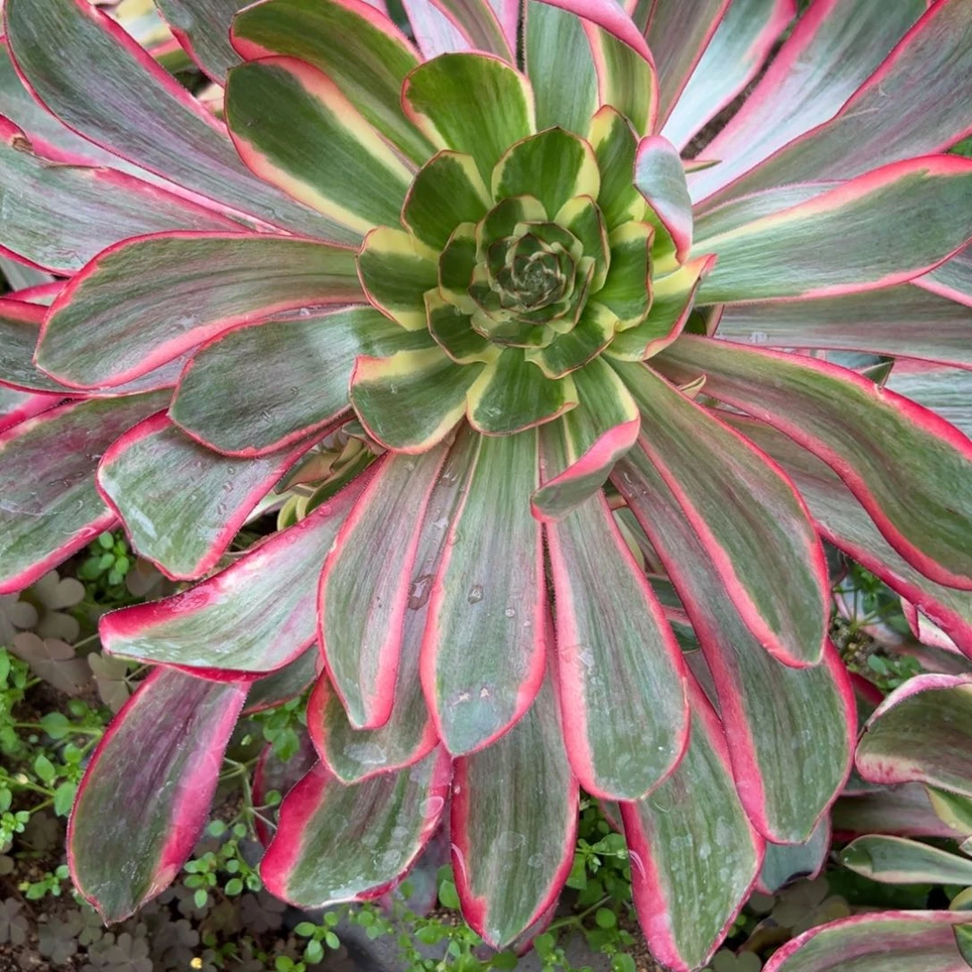 ࿐***ღ228红某女多肉植物