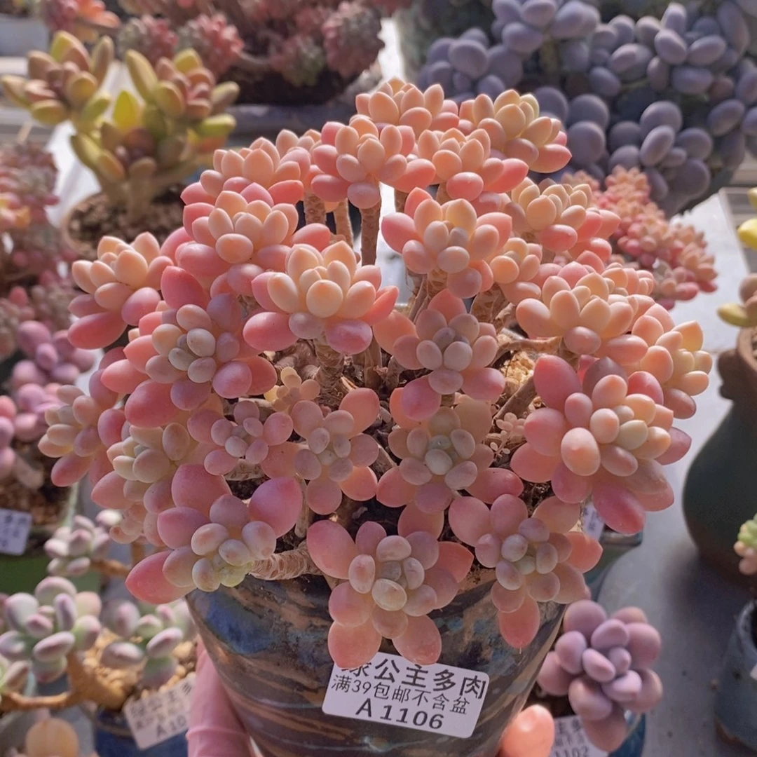 鱼子酱老桩15cm1106多肉植物