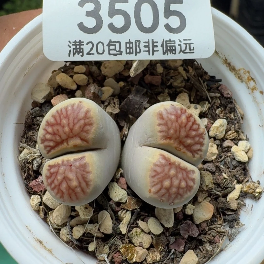 带盆土。