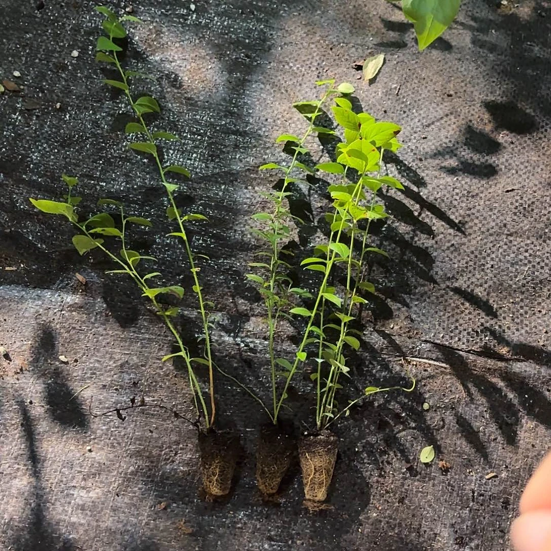 1702 苔藓苗 福利价 不售后