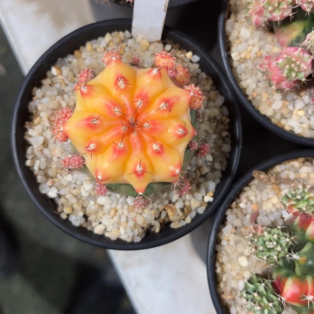 *****311-0703抵扣99泰国发货多肉