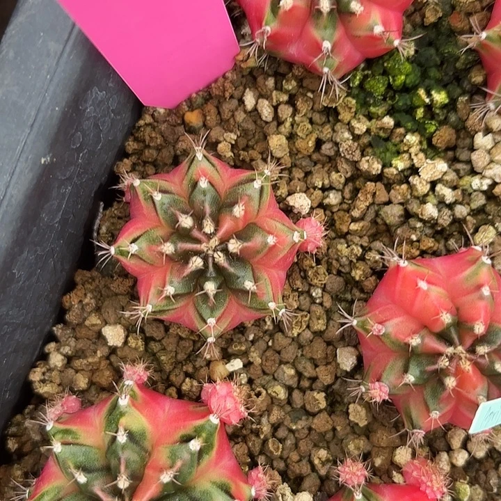 916-0812泰国发货