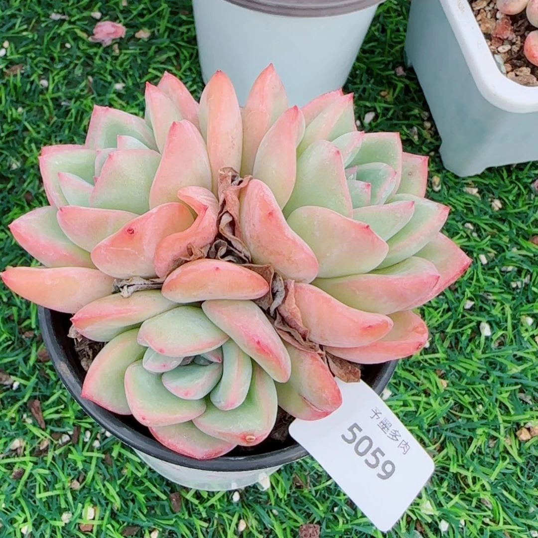 泡芙，5059多肉植物