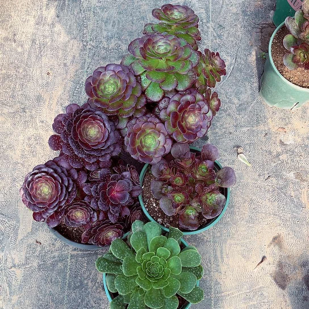 法师多肉植物漂亮