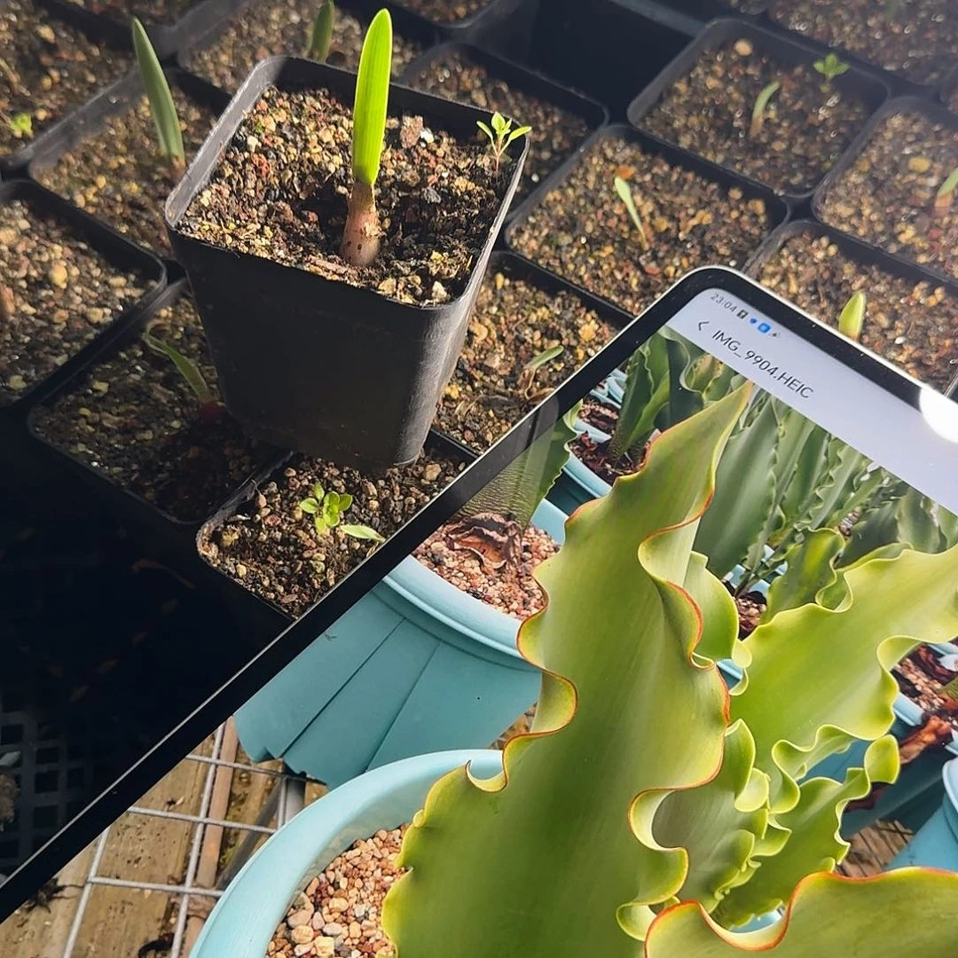 巨波叶血莲苗子一个带盆