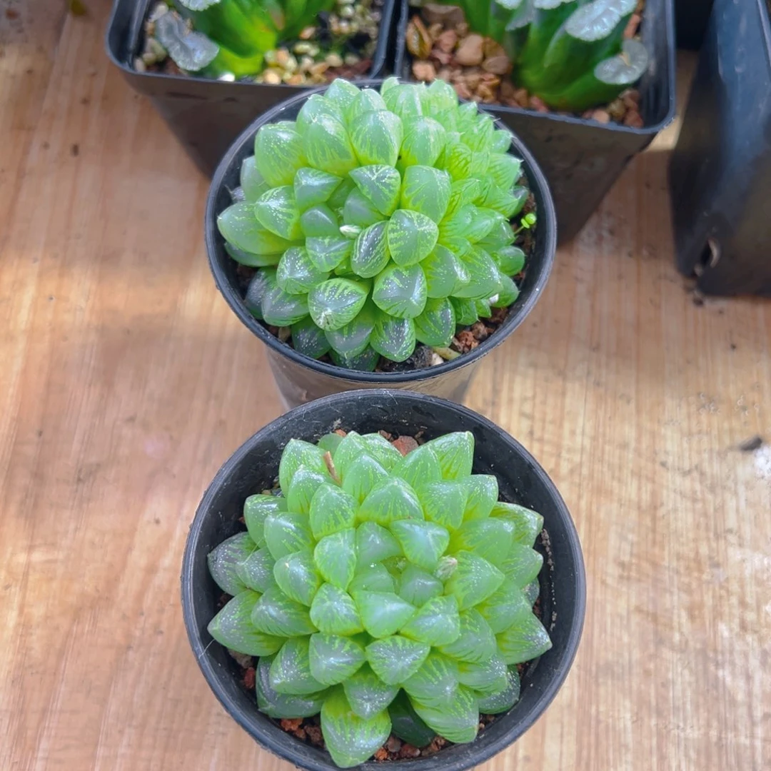 万象盆雪花玉露多肉一颗