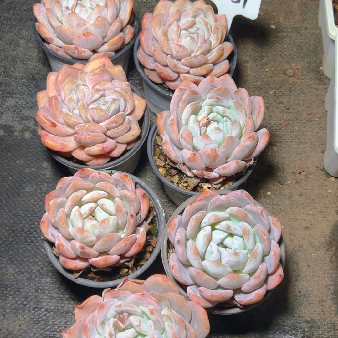 韩橙7颗2151号一物一拍