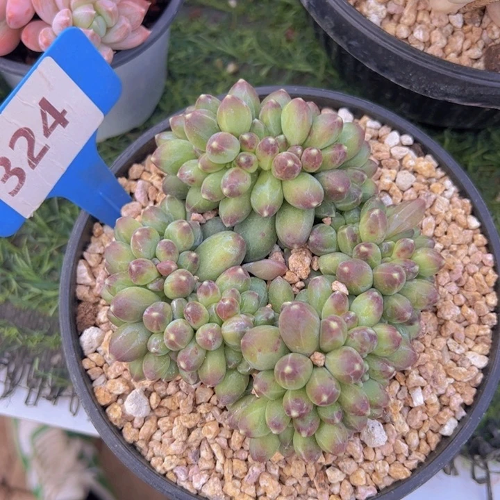 健健康康平平安安