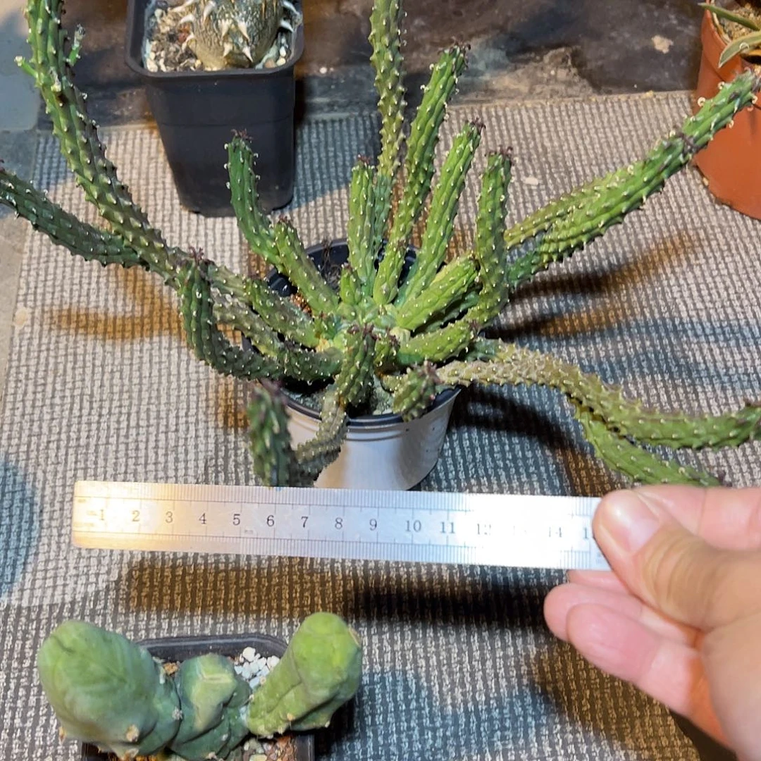 实生九头龙块根一物一拍